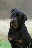 ROTTWEILER 418